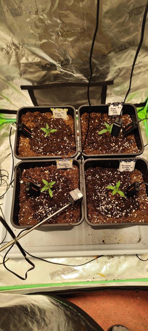 Mephisto's Run. Week 1