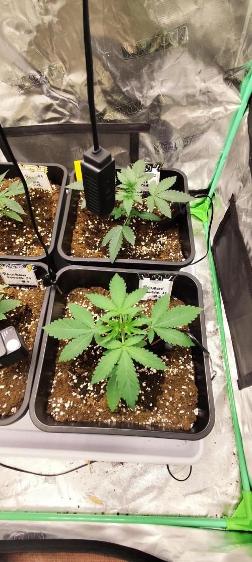 Mephisto's Run. Week 2