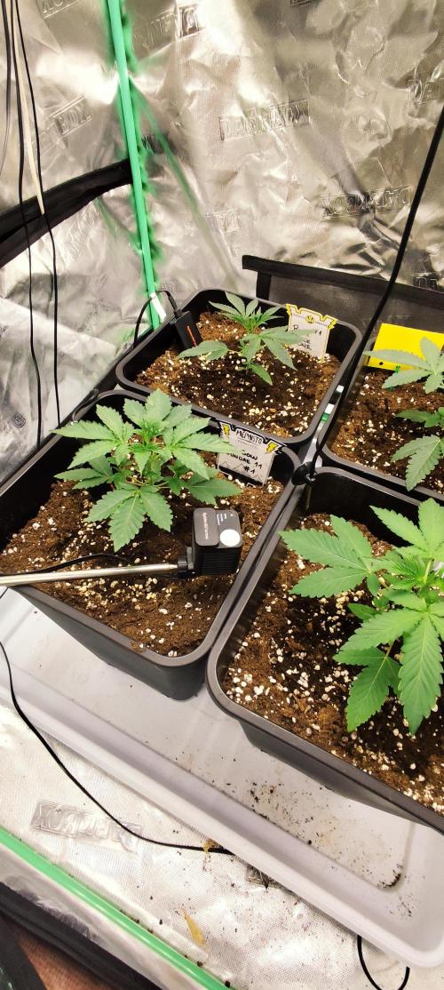 Mephisto's Run. Week 2