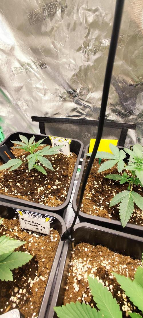 Mephisto's Run. Week 2