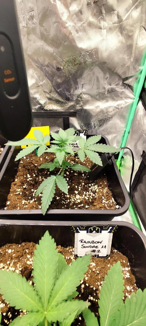 Mephisto's Run. Week 2