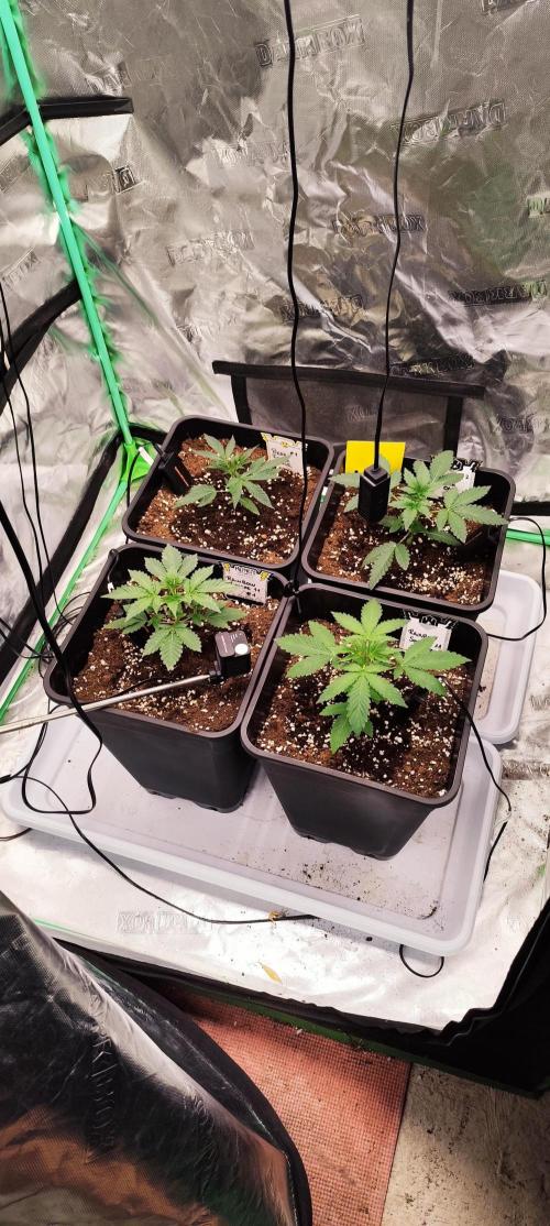 Mephisto's Run. Week 2