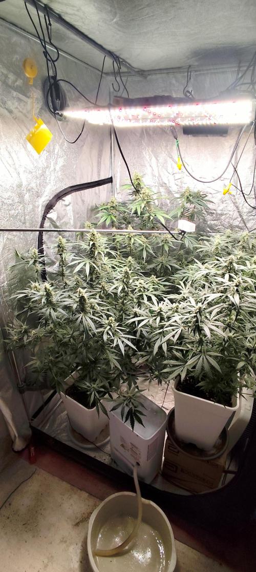 Guava Run. Week 8