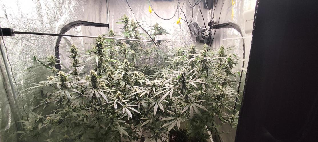 Guava Run. Week 8