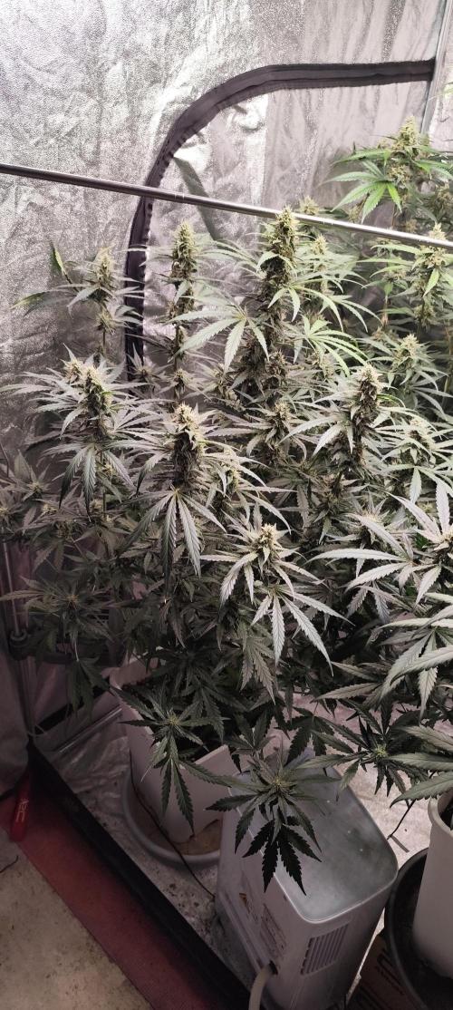 Guava Run. Week 8 - guava rf3  1