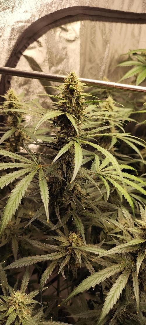 Guava Run. Week 8 - guava rf3   2