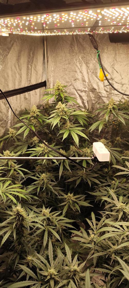 Guava Run. Week 8 - guava rf3    2
