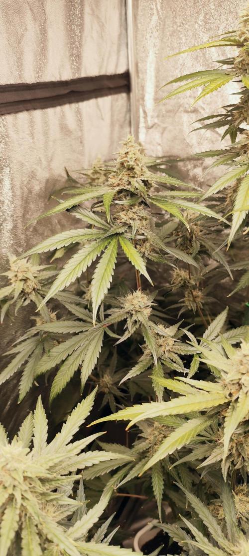 Guava Run. Week 8 - guava rf3    2  