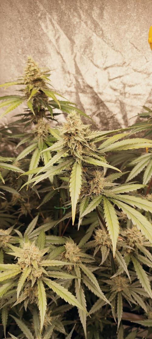 Guava Run. Week 8 - guava rf3   2