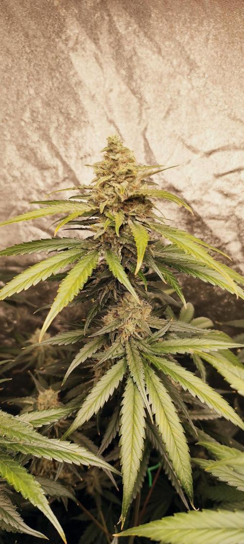 Guava Run. Week 8 - guava rf3    2