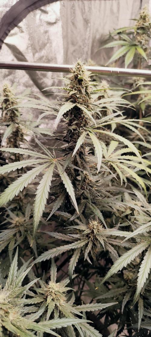 Guava Run. Week 8 - guava rf3  1