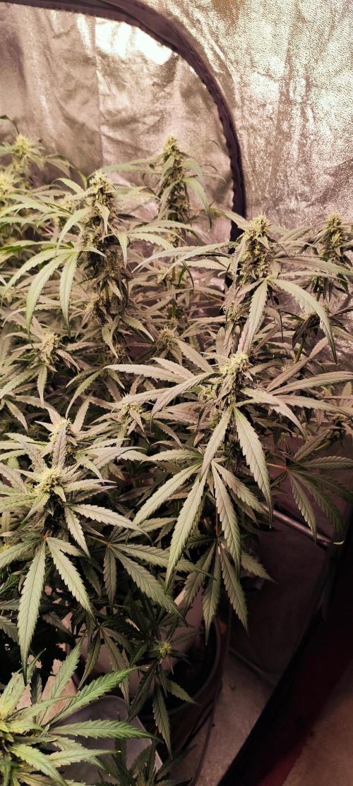 Guava Run. Week 8 - mango frost