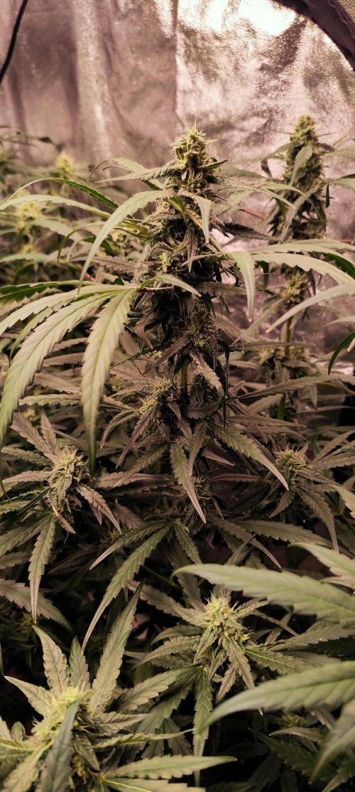 Guava Run. Week 8 - mango frost