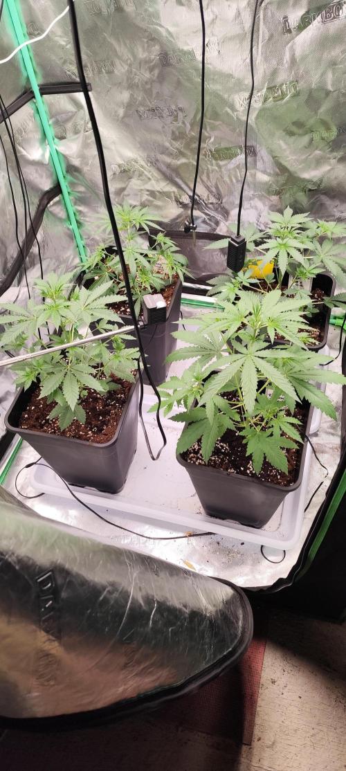 Mephisto's Run. Week 3