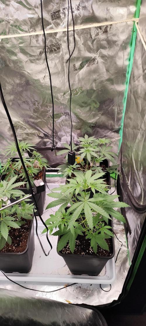 Mephisto's Run. Week 3