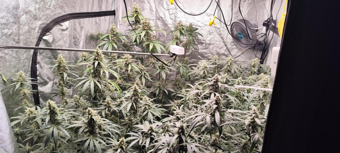 Guava Run. Week 9