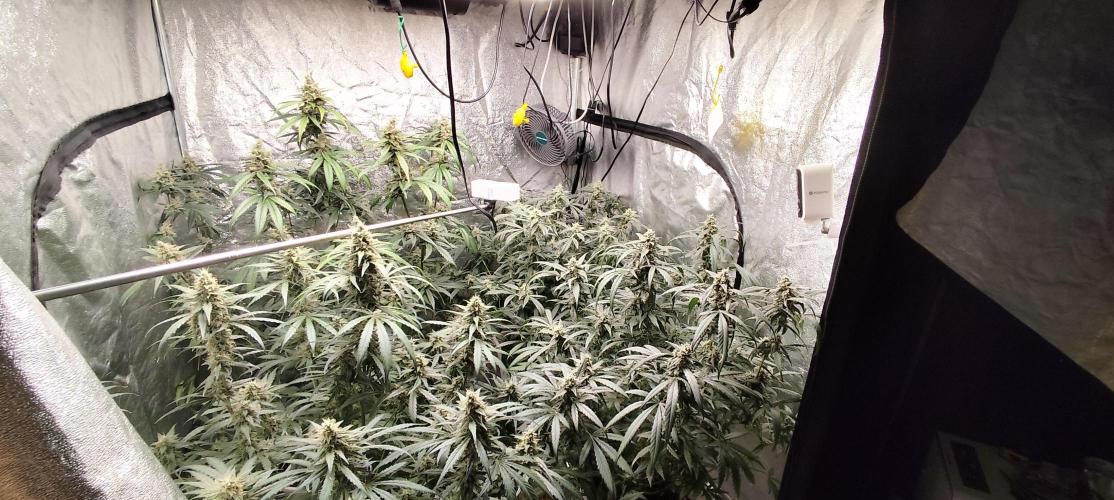Guava Run. Week 9