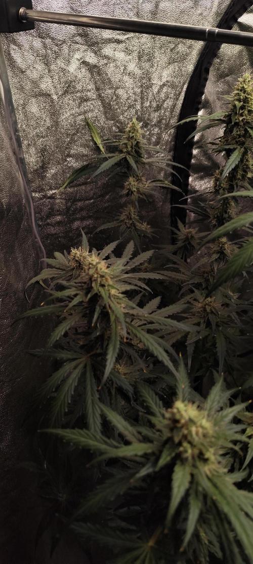 Guava Run. Week 9 - G2