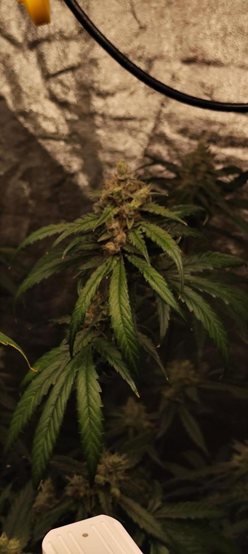 Guava Run. Week 9 - G1