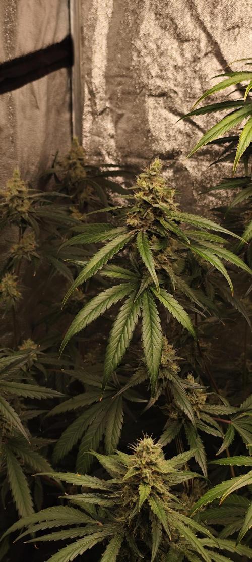 Guava Run. Week 9 - G1