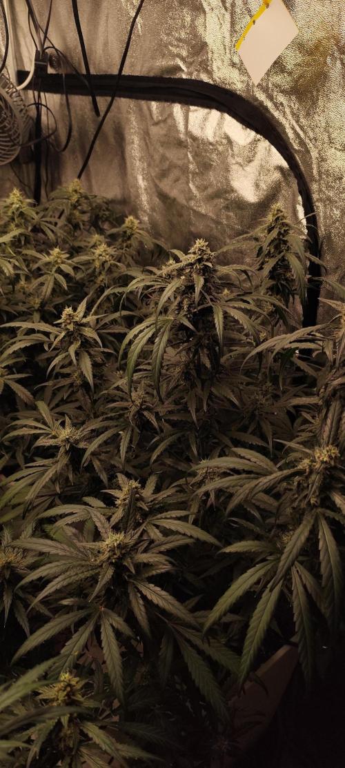 Guava Run. Week 9 - MF
