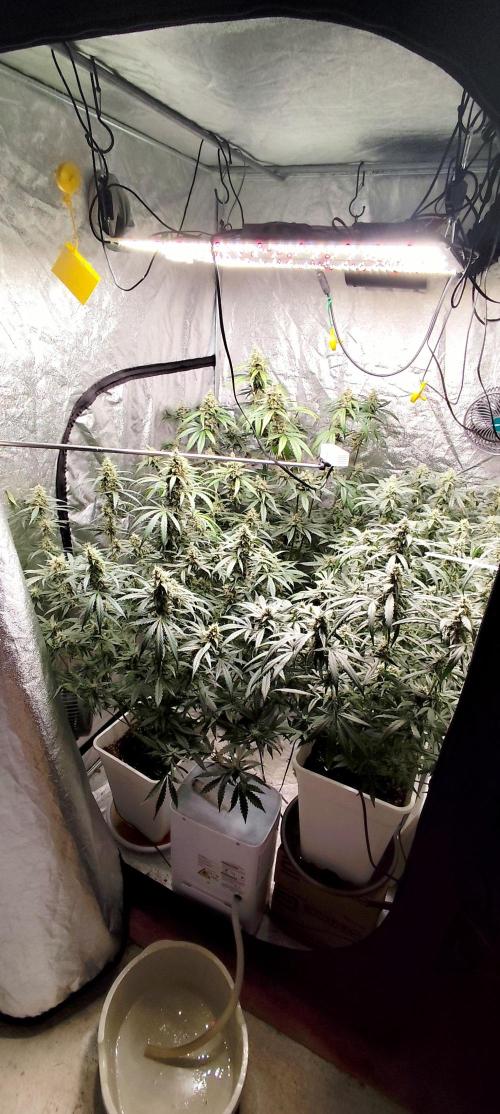 Guava Run. Week 9