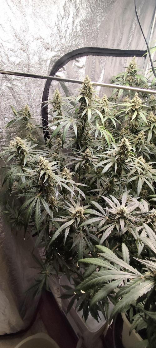 Guava Run. Week 9 - G2