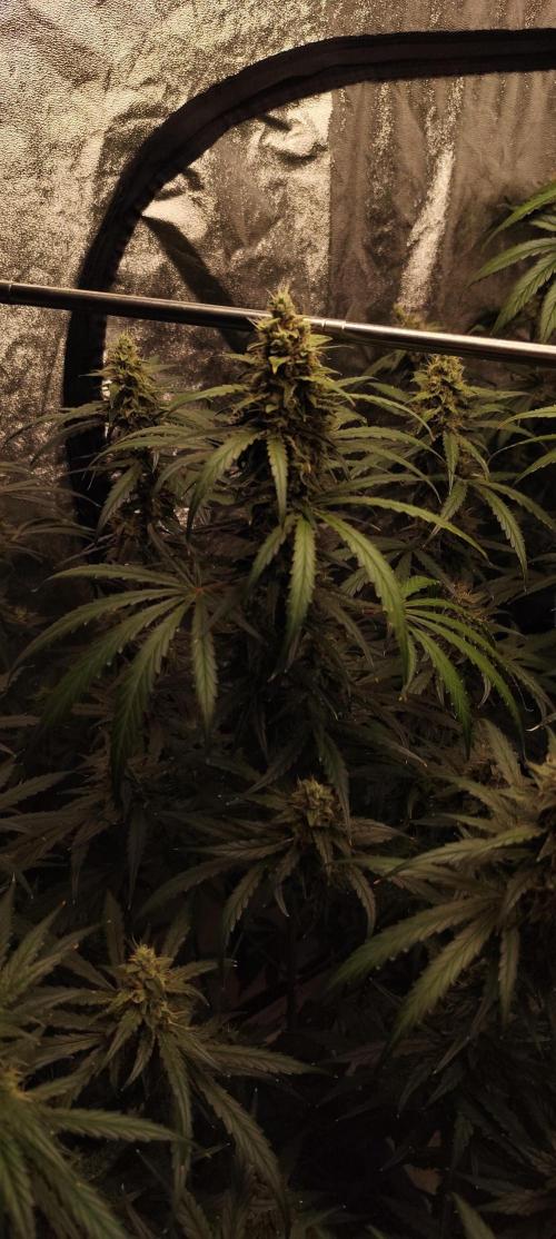 Guava Run. Week 9 - G2