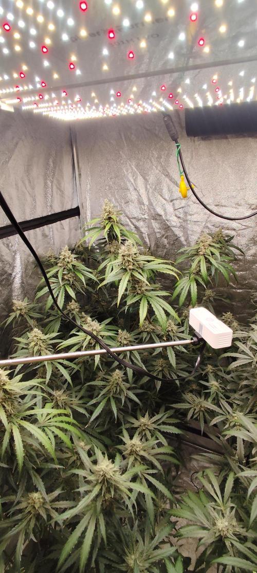 Guava Run. Week 9 - G1