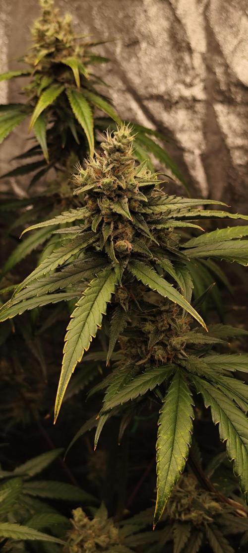 Guava Run. Week 9 - G1