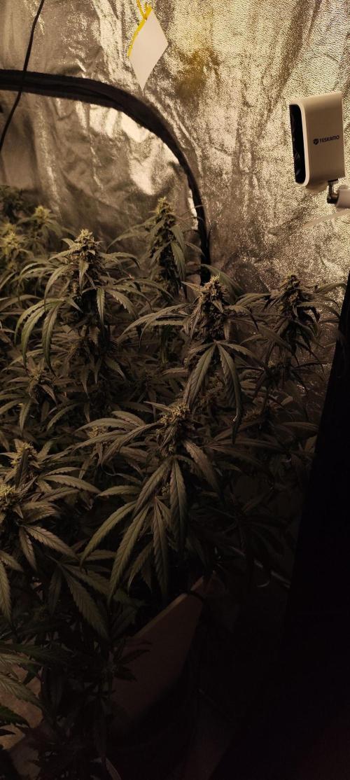 Guava Run. Week 9 - MF