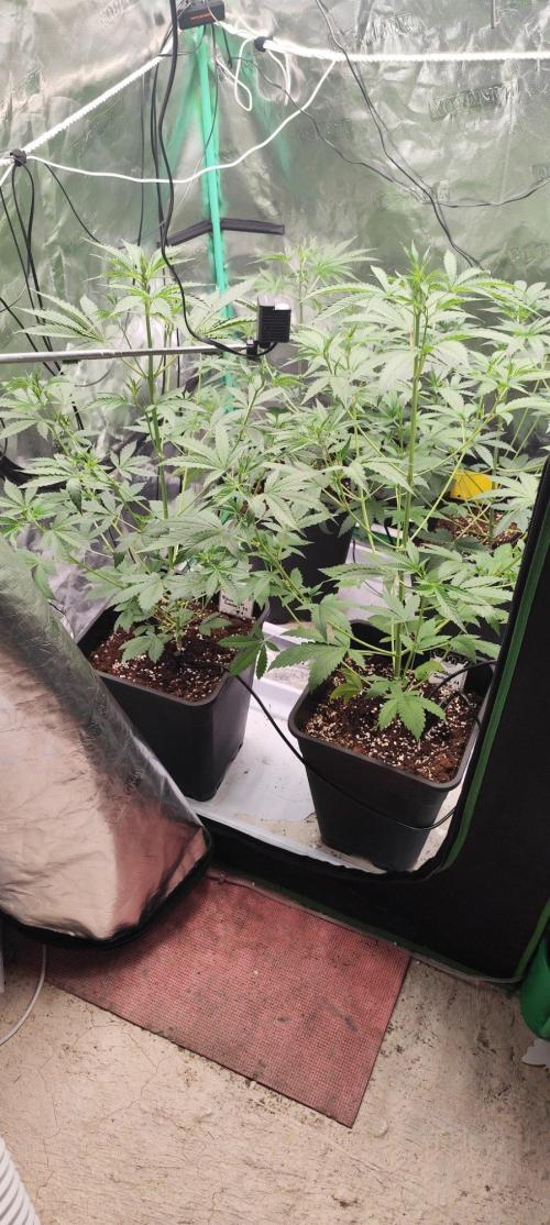 Mephisto's Run. Week 4
