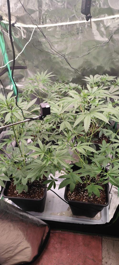 Mephisto's Run. Week 4