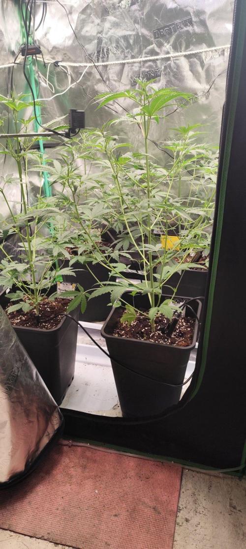 Mephisto's Run. Week 4