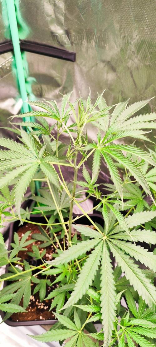 Mephisto's Run. Week 4