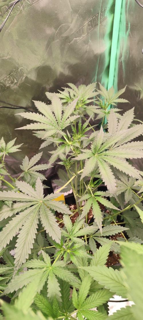 Mephisto's Run. Week 4