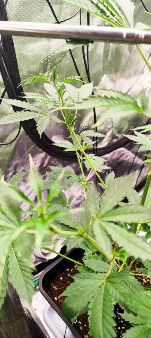 Mephisto's Run. Week 4