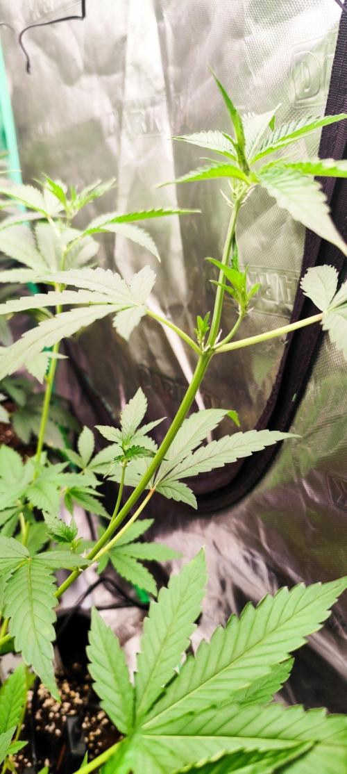 Mephisto's Run. Week 4