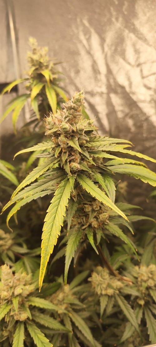 Guava Run. Week 10 - G2