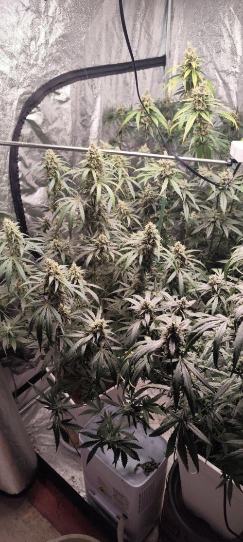 Guava Run. Week 10