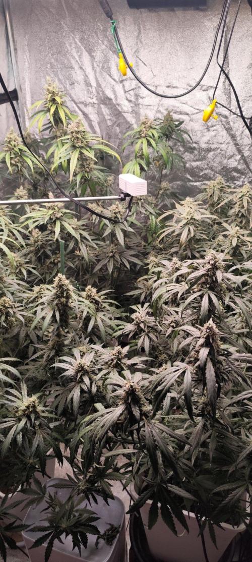 Guava Run. Week 10