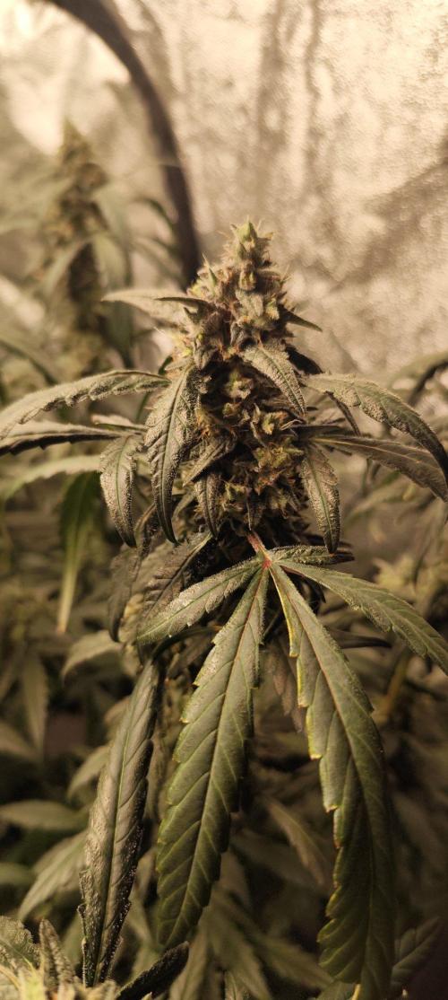 Guava Run. Week 10 - MF