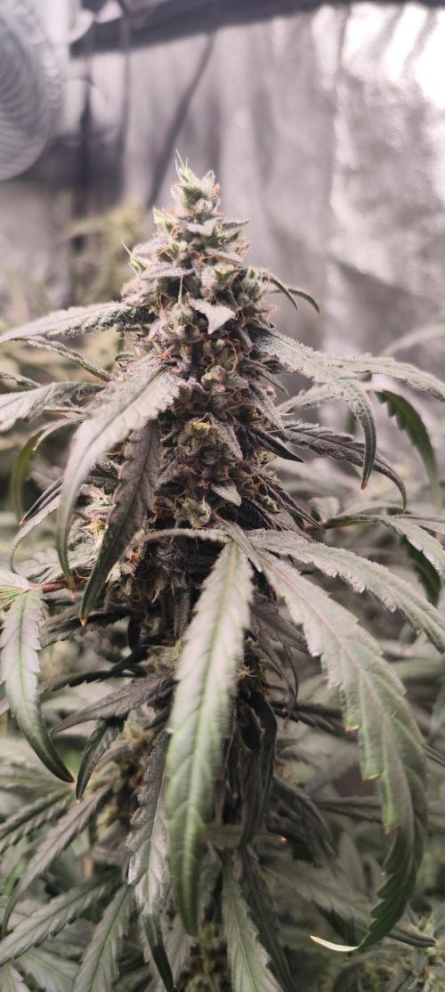 Guava Run. Week 10 - MF