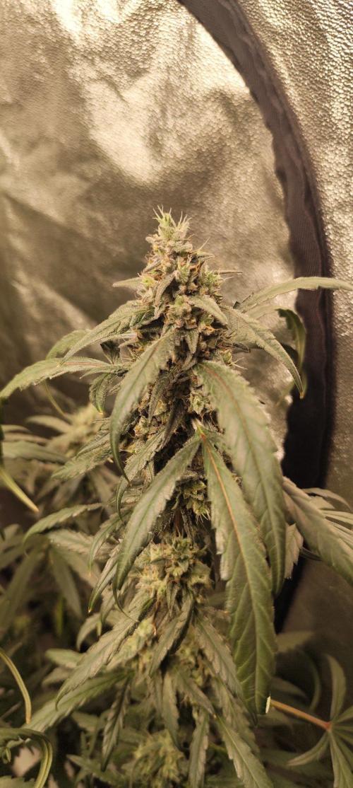 Guava Run. Week 10 - MF