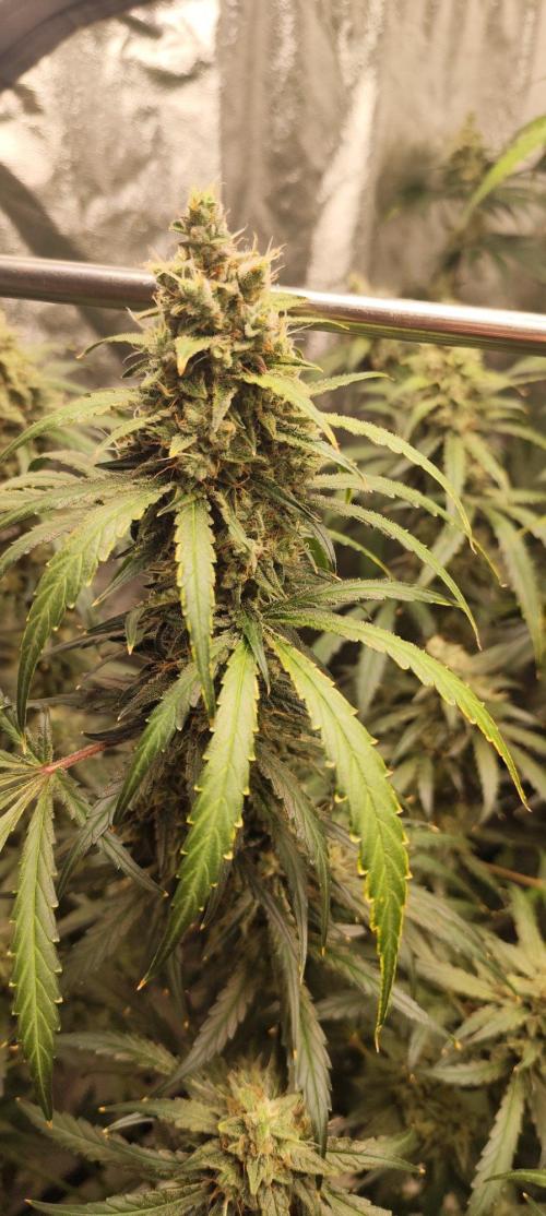 Guava Run. Week 10 - G1