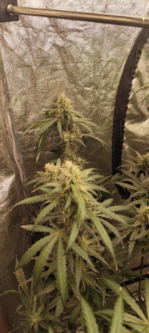 Guava Run. Week 10 - G1