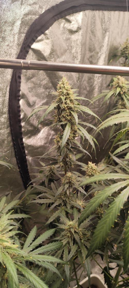 Guava Run. Week 10 - G1