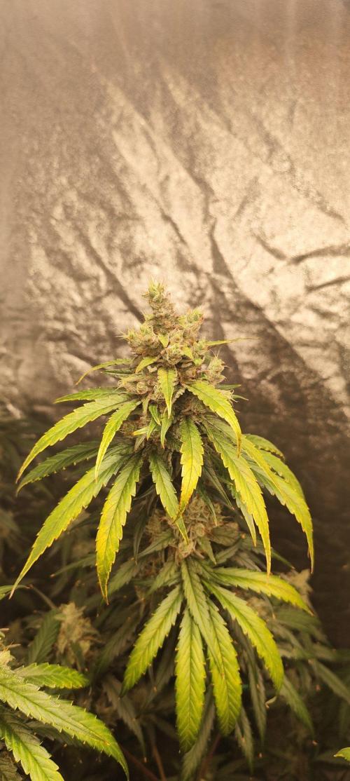 Guava Run. Week 10 - G2