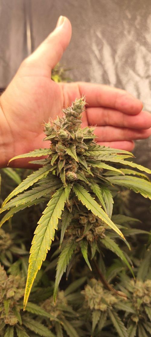 Guava Run. Week 10 - G2