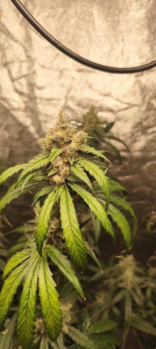 Guava Run. Week 10 - G2